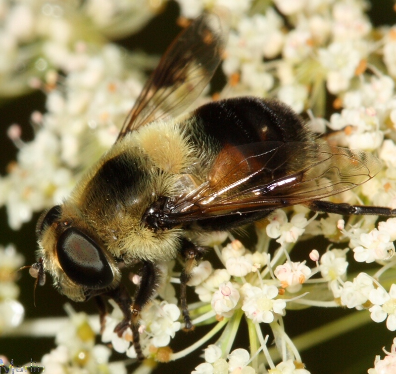 Syrphid Fly - Eristalis anthophorina