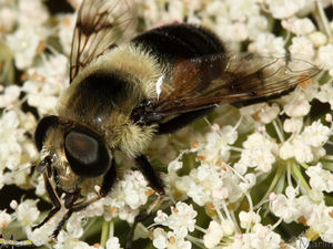 Female Syrphid, Eristalis anthophorina