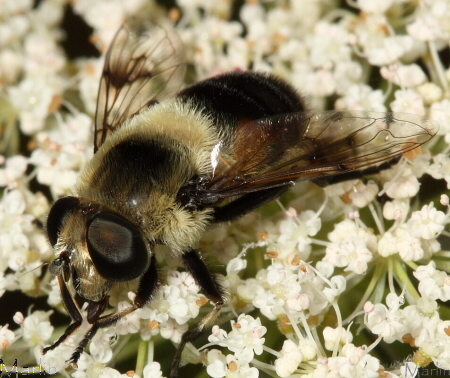 Female Syrphid, Eristalis anthophorina