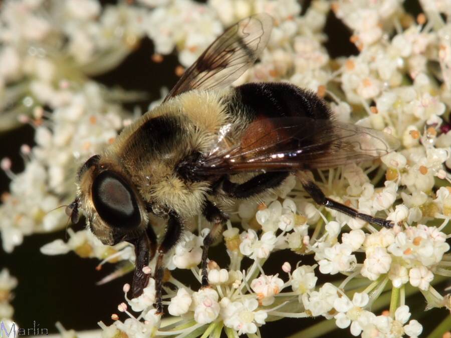 Syrphid Fly - Eristalis anthophorina