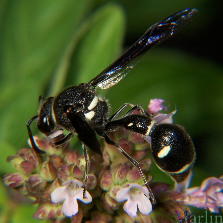 Vespidae - Potter Wasp Eumenes sp.