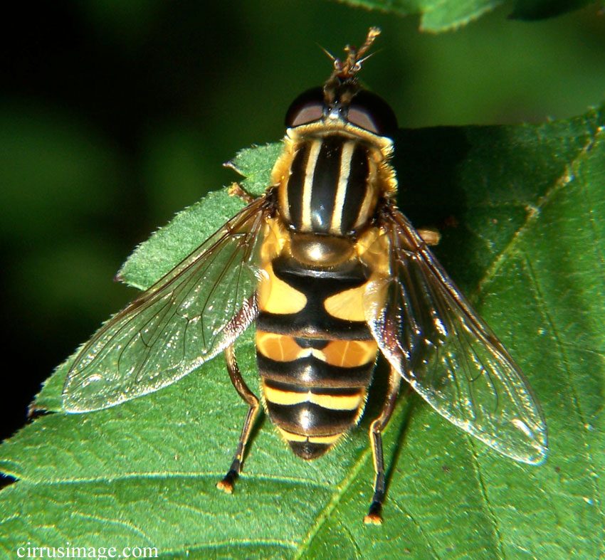 Syrphid Fly - Helophilus sp