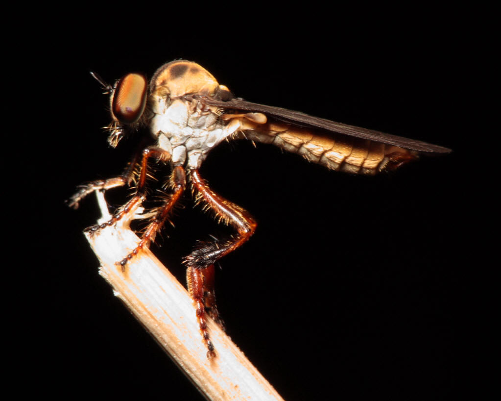 Robber Fly - H. abdominalis