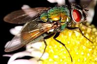 Housefly on flower
