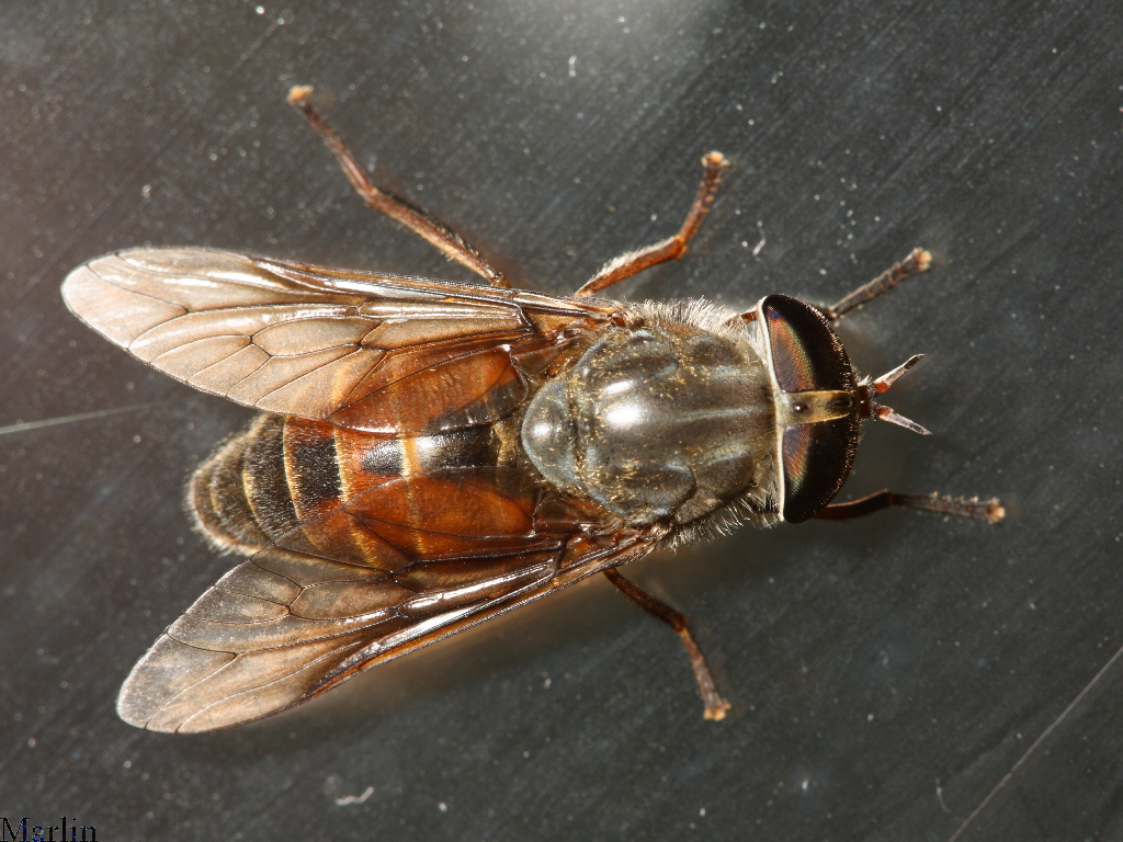 Horse Fly - Hybomitra sp.