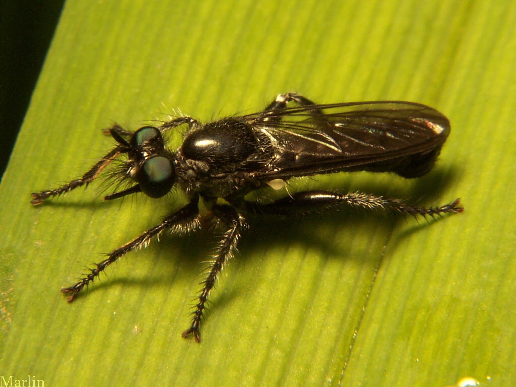 Robber Fly - Laphria canis