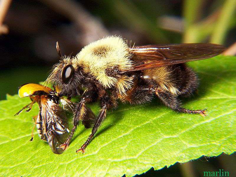 Robber Fly - Laphria grossa