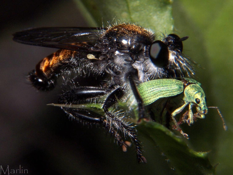 Robber Fly - Laphria