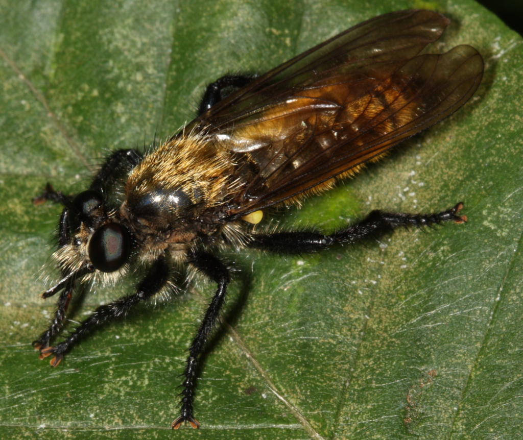 Robber Fly - Laphria