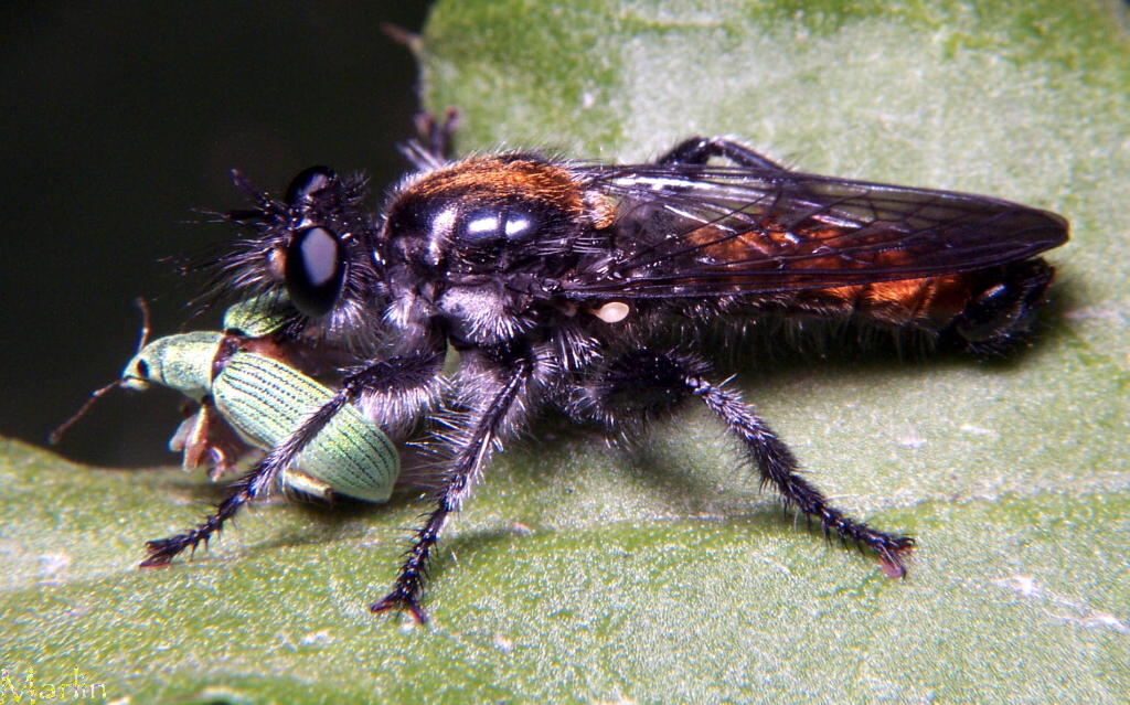 Robber Fly - Laphria