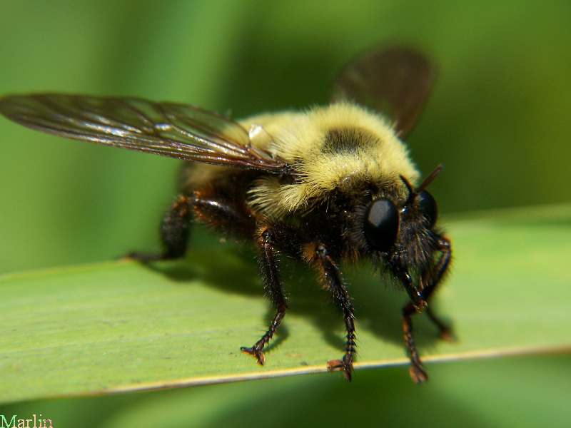 Robber Fly - Laphria thoracica