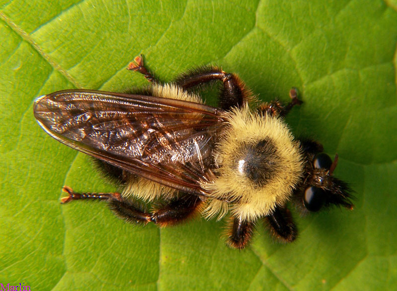 Robber Fly - Laphria thoracica