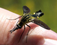 Bee Fly - Lepidophora lepidocera