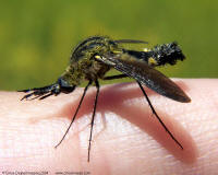 Bee Flies