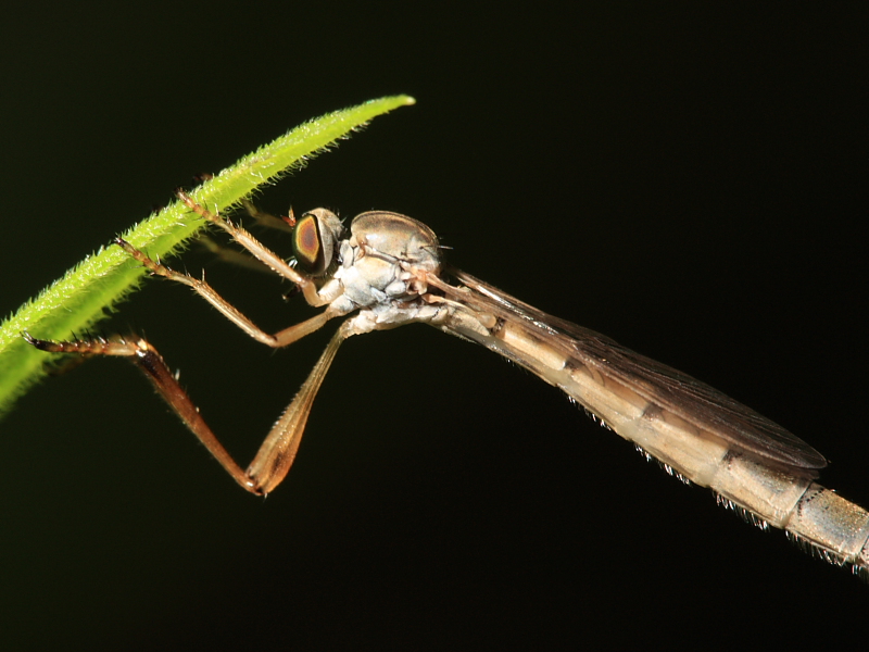 Robber Fly - Leptogaster sp.