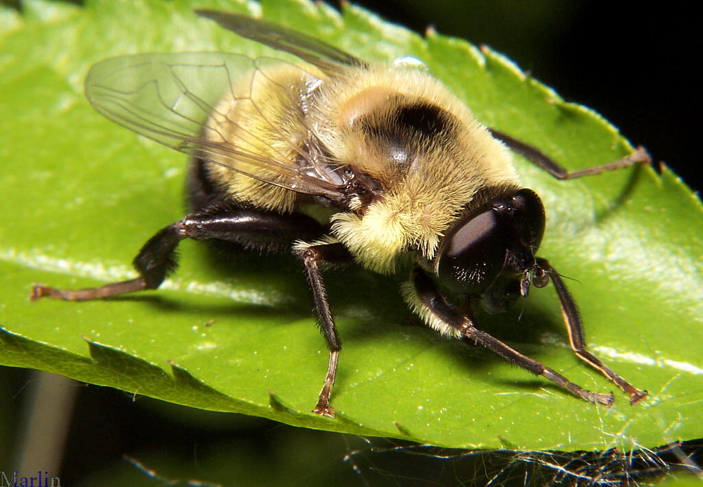 Syrphid Fly - Mallota sp.
