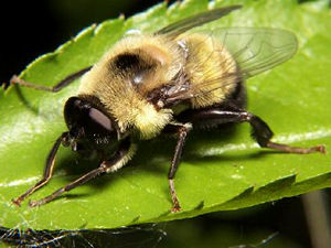 Female Syrphid fly, Mallota sp.