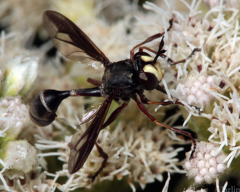 Thick-headed Fly - Physocephala&nbsp;tibialis