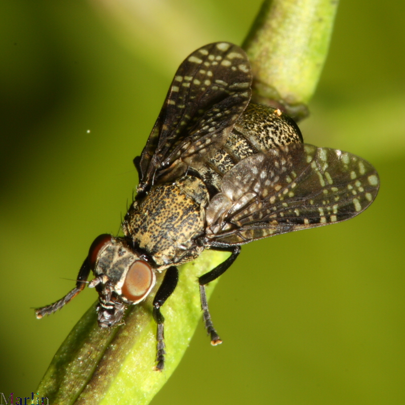 Signal Fly Platystoma seminationis