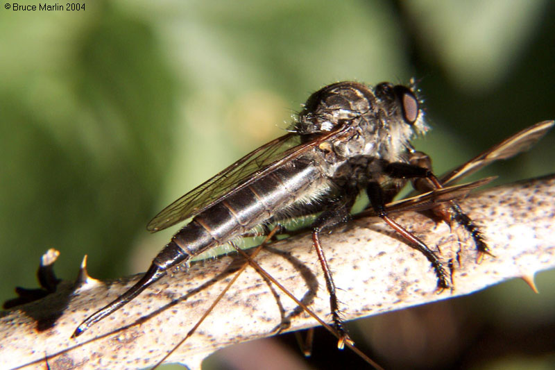 Robber Fly - Efferia sp.