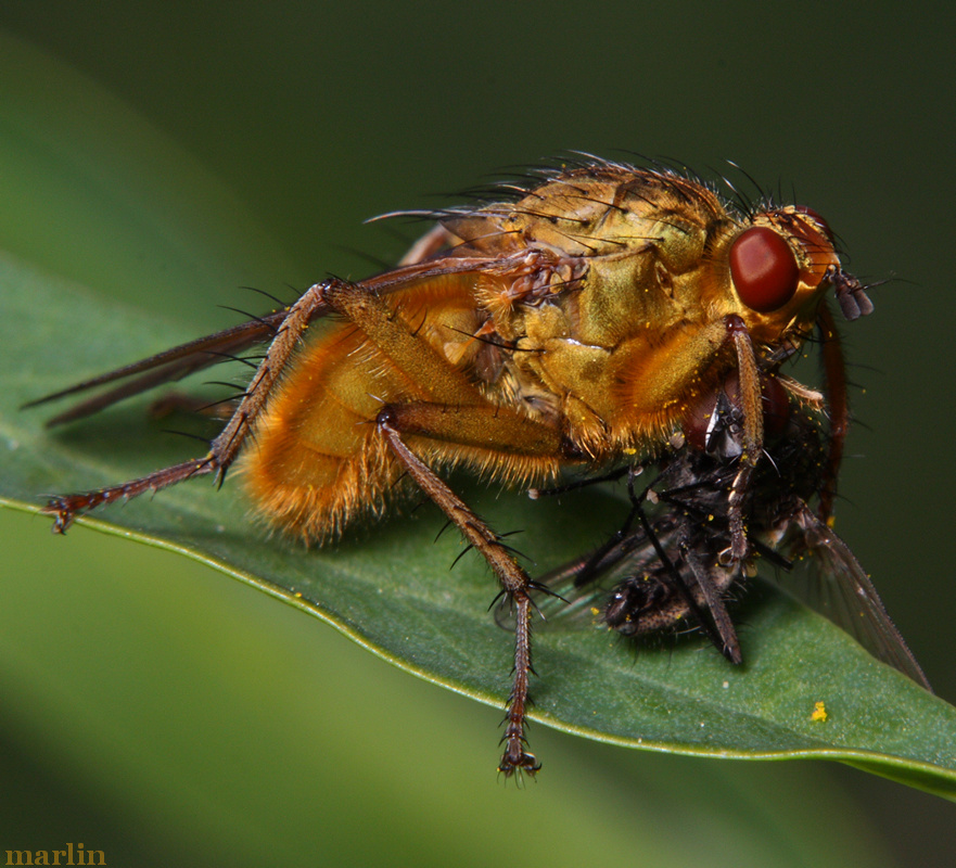 Golden Dung Fly