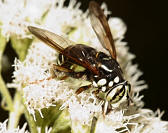 Syrphid Fly - Spilomyia fusca