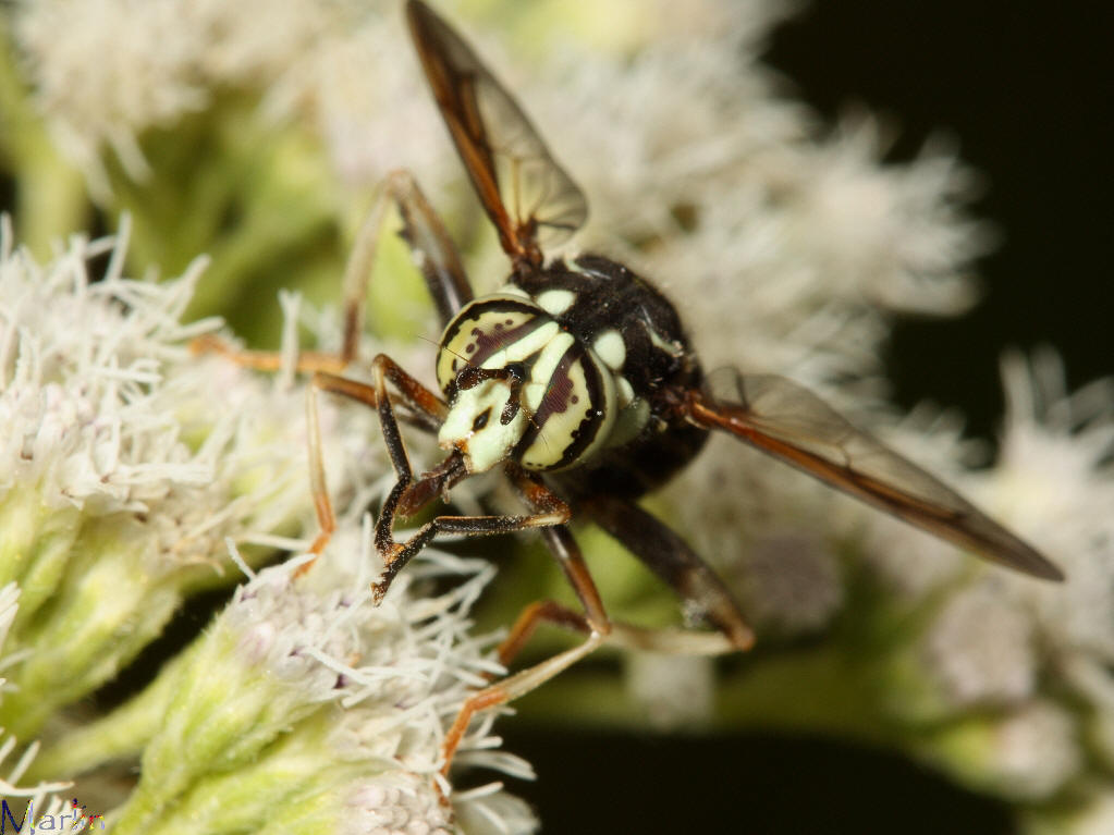 Syrphid Fly - Spilomyia fusca