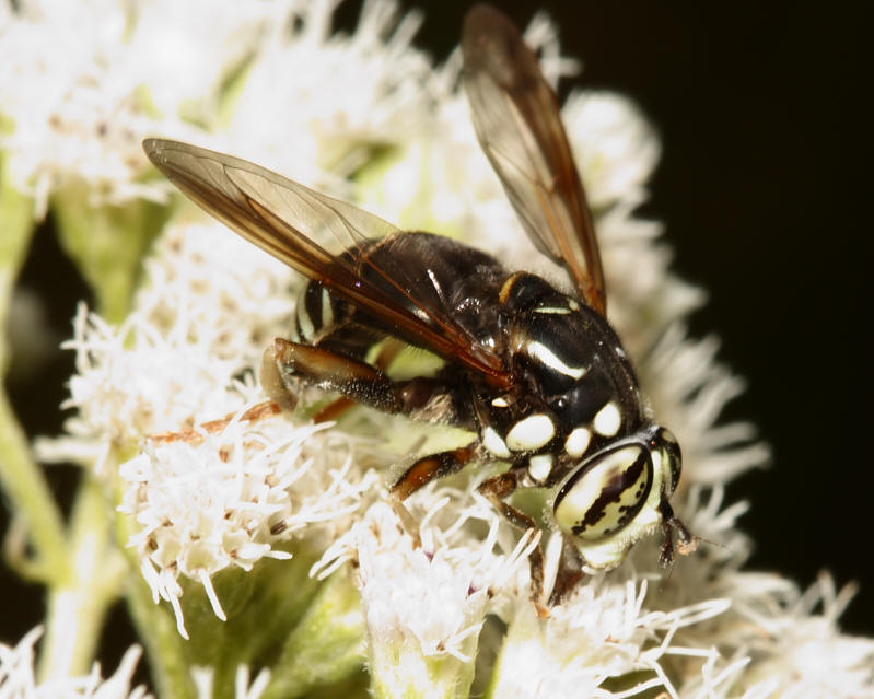 Syrphid Fly - Spilomyia fusca