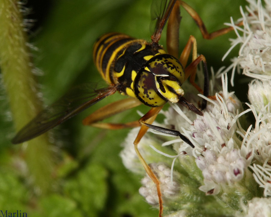 Syrphid Fly - Spilomyia longicornis