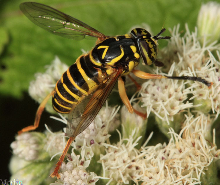 Syrphid Fly - Spilomyia longicornis