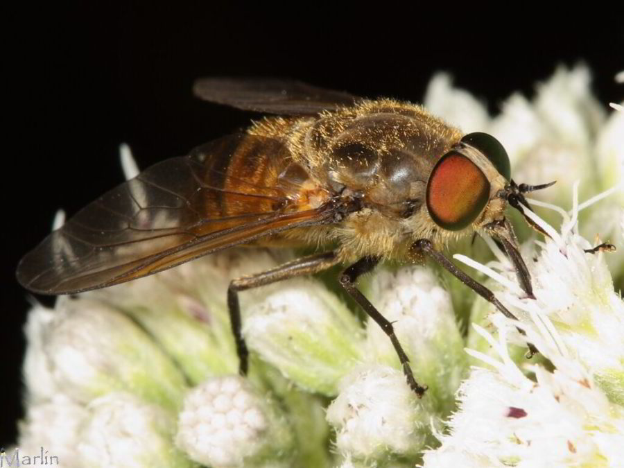 Horse fly 