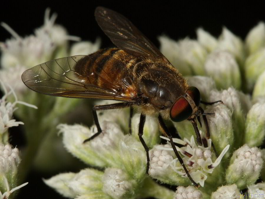 Horse fly 