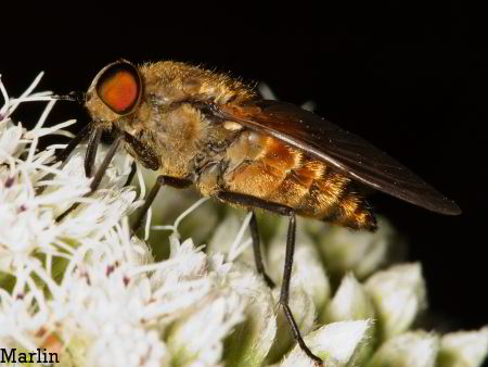Horse Fly Lateral