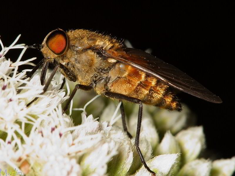 Horse Fly