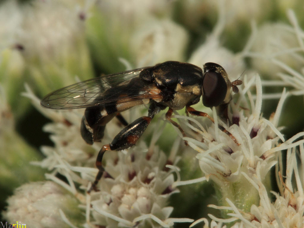 Syrphid Fly - Syritta pipiens 