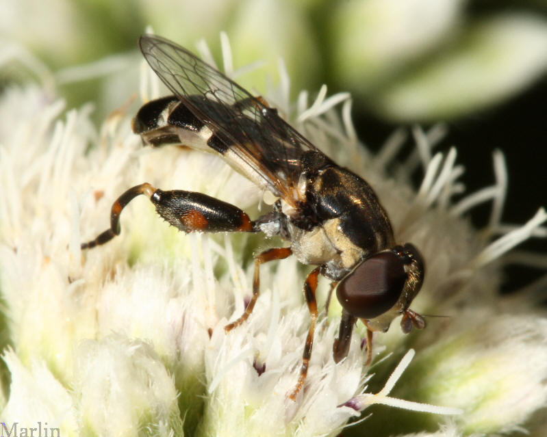 Syrphid Fly - Syritta pipiens 