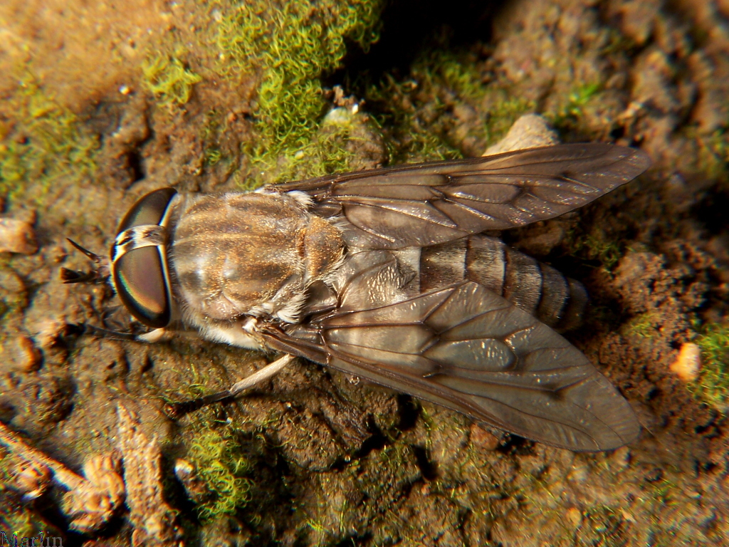 Horse Fly - Tabanus sulcifrons