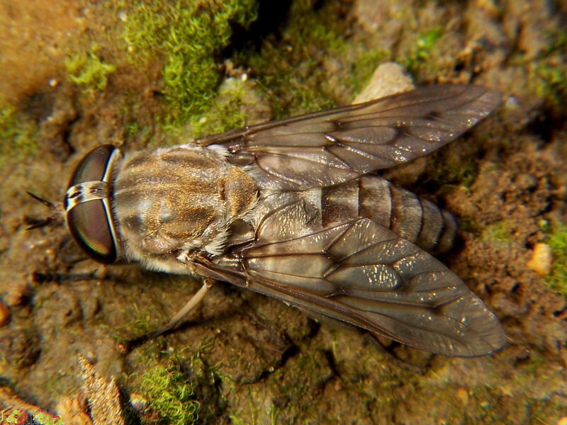 Horse Fly - Tabanus sulcifrons