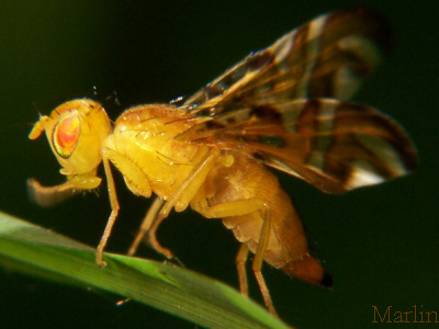 Family Tephritidae