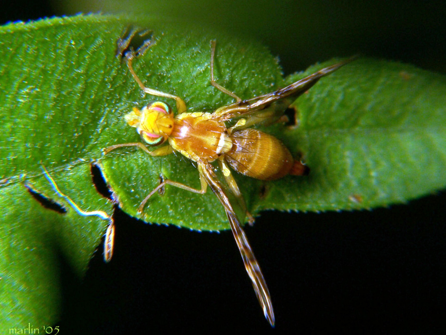 Sunflower Maggot Fly