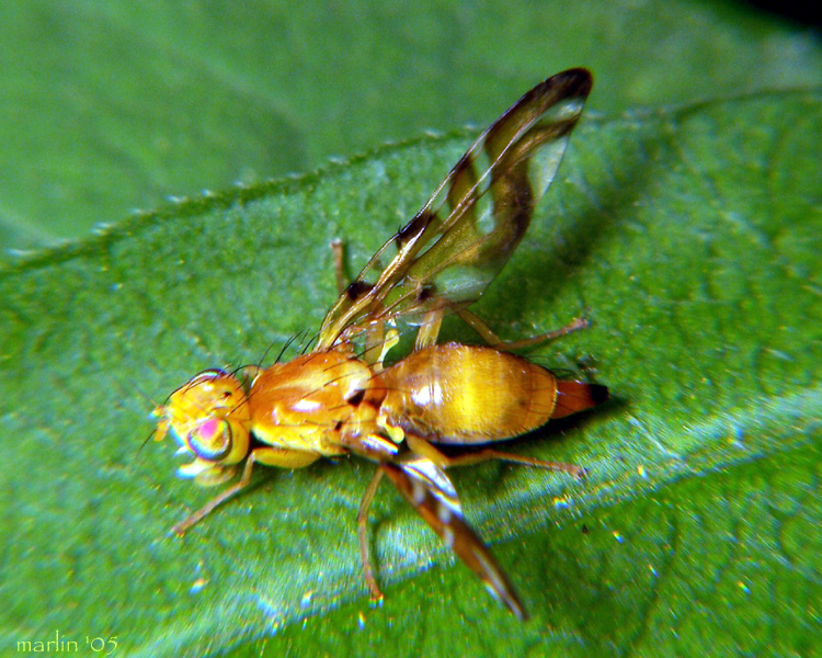 Sunflower Maggot Fly - Strauzia longipennis