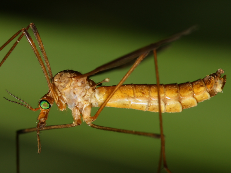 Crane Fly -&nbsp;Tipula bicornis