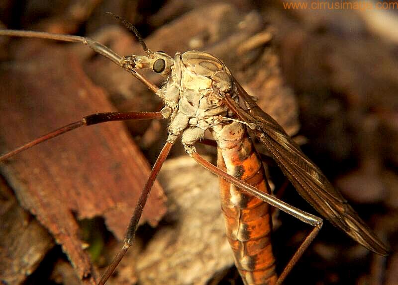 Crane Fly - Tipula dorsimacula