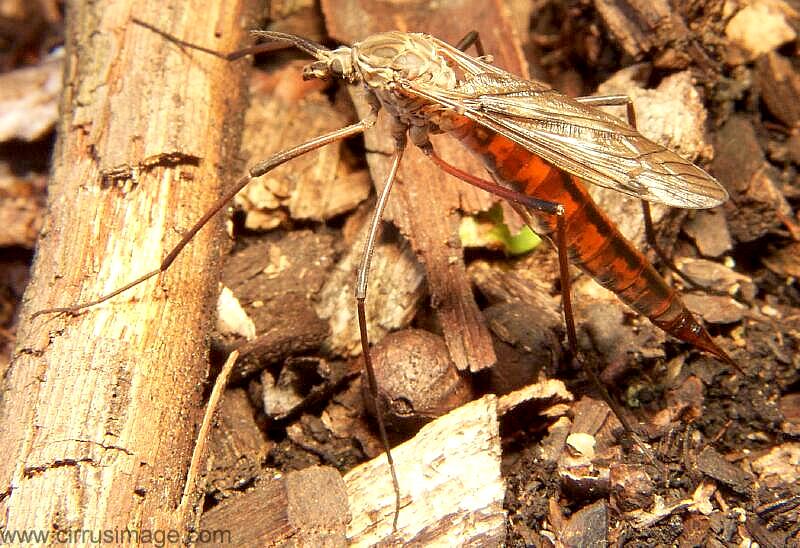 Crane Fly - Tipula dorsimacula