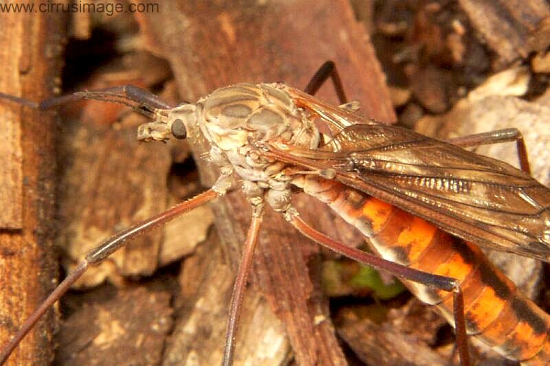 Crane Fly - Tipula dorsimacula