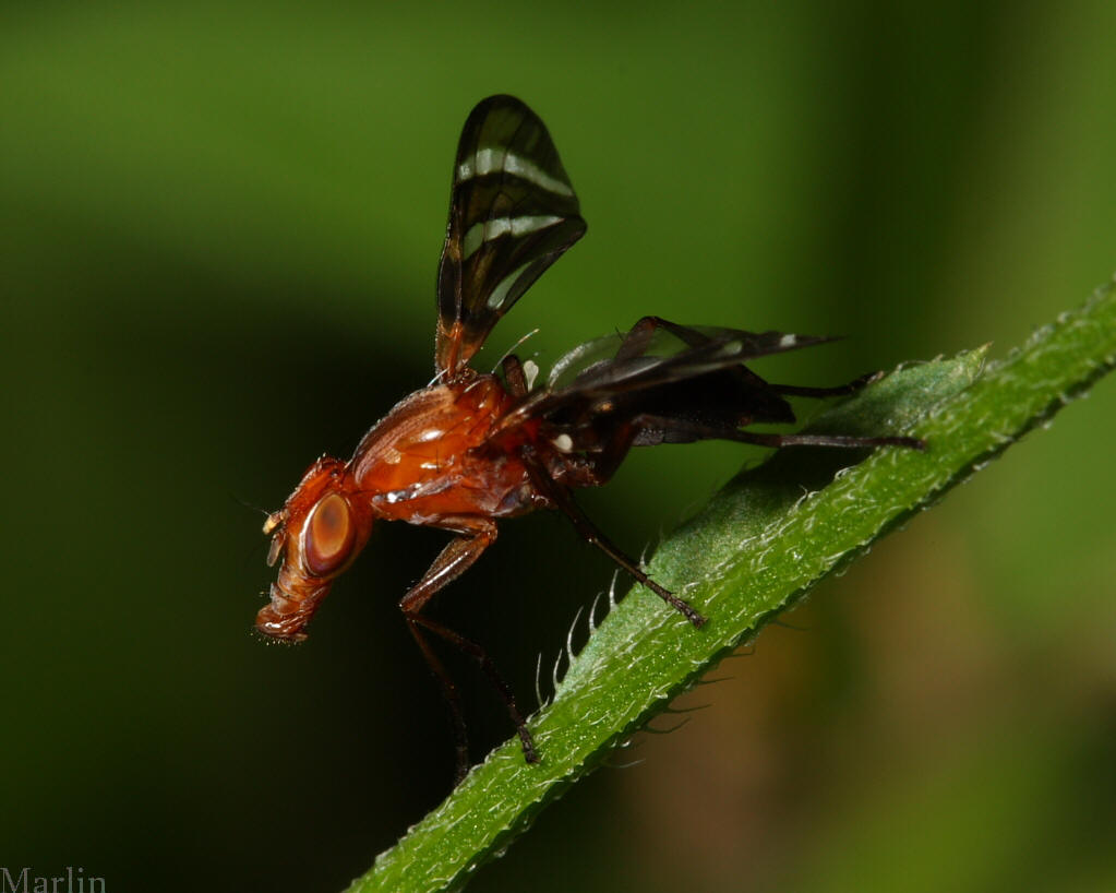 Picture-winged Fly