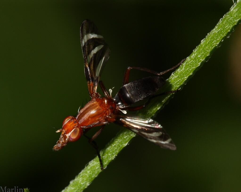 Picture-winged Fly