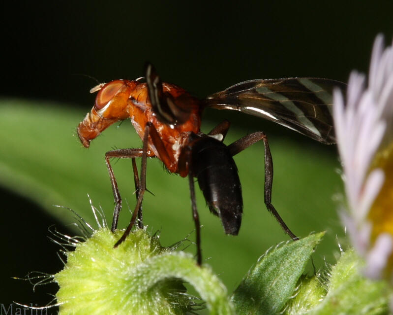 Picture-winged Fly - Tritoxa incurva