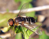 Bee Fly