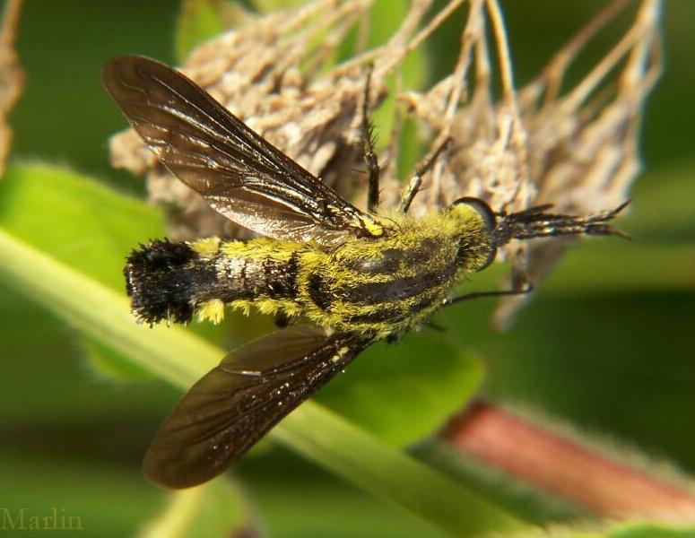 Scaly Bee Fly